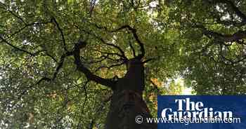 Country diary: A tidy forest floor betrays a lack of imagination - The Guardian