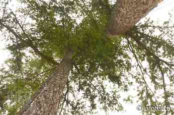 TNRD's community forest pursuit to help with fire safety, wildlife management | iNFOnews | Thompson-Okanagan's News Source - iNFOnews