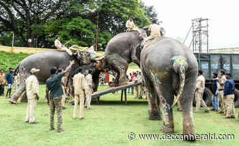 Pack-up time for pachyderms: Dasara jumbos leave Mysuru palace for forest - Deccan Herald