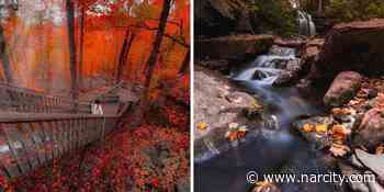 7 Forest Hikes Near Toronto Where You Can Wander Beneath A Canopy Of Red & Orange - Narcity Canada