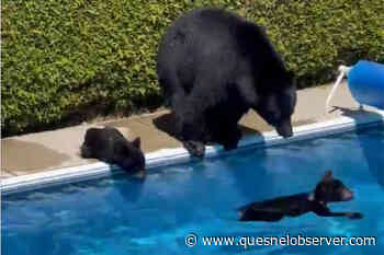 FOREST INK: Public can learn to co-exist with bears – Quesnel Cariboo Observer - Quesnel - Cariboo Observer