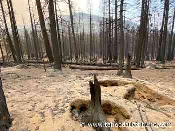 Caldor officials remind public to stay out of closed forest areas with strong winds forecast - Tahoe Daily Tribune