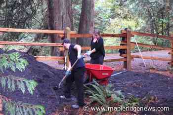 Project to rehabilitate forest underway in Maple Ridge - Maple Ridge News