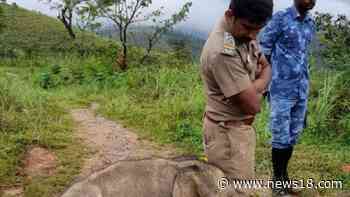 Baby Elephant Thanks Forest Official With 'Trunk Hug' After Reuniting With Mother - News18