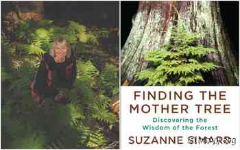 'Finding the Mother Tree' & the wisdom of the forest - WHYY