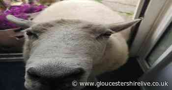 Flock of roaming sheep knock at Gloucester woman's door to say hello - Gloucestershire Live