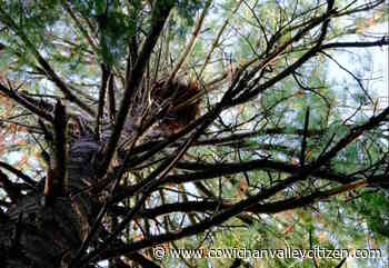 Nelson golf club developing land at protected heron nesting site – Cowichan Valley Citizen - Cowichan Valley Citizen