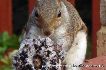Penge: Man captures squirrel eating huge chocolate doughnut