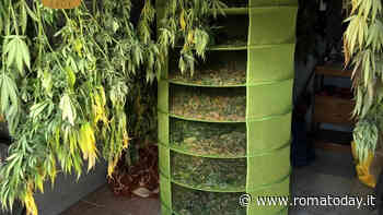 La serra di marijuana ad Arco di Travertino e i cani sguinzagliati contro i poliziotti per difenderla - RomaToday
