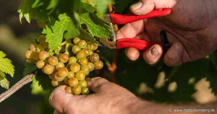 Bayerns Weinbaubetriebe wachsen