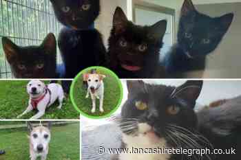 11 animals at the RSPCA in Blackpool and North Lancashire looking for forever homes
