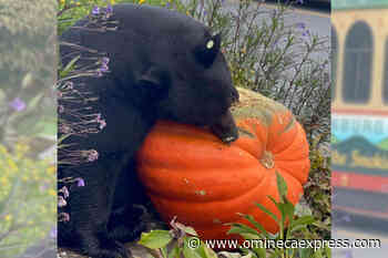 Keep your tricks, treats and bears separate, WildSafe BC says – Vanderhoof Omineca Express - Omineca Express