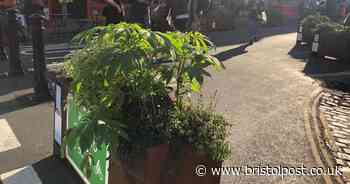 Huge 'cannabis-like' plants spotted growing on busy Bristol street
