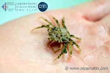 Des scientifiques ont réussi à maîtriser la reproduction de la grande araignée de Méditerranée