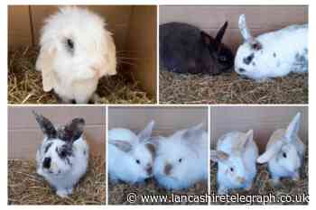 8 rabbits at the Blackpool & North Lancashire RSPCA need to find a forever home