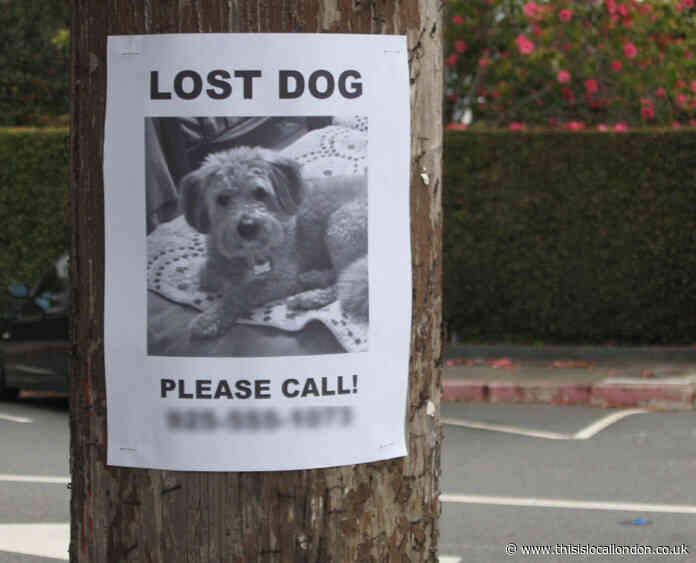 Why are more pets going missing recently? Kate Stuttaford, JAGS