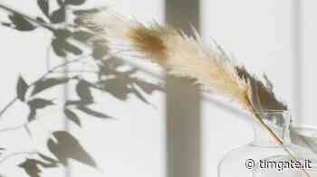 Erba della pampa, come si cura - TIMgate