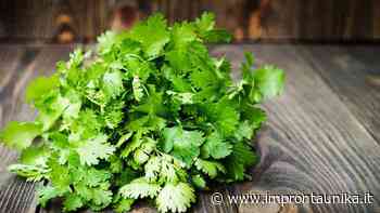 Il coriandolo, l'erba che ti depura dai metalli pesanti - Impronta Unika