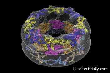 Nuclear Pore Complex: Cellular Environments Shape Molecular Architecture - SciTechDaily