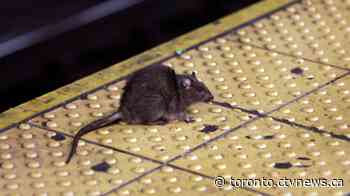Pest control company reveals 'rattiest' cities in Ontario