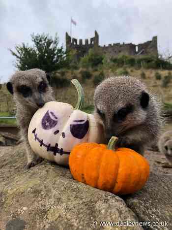 Pumpkin playtime for Dudley Zoo creatures as Halloween nears | Dudley News - Dudley News