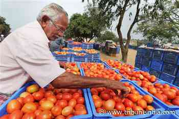 Retail tomato prices skyrocket up to Rs 93 per kg in metros as unseasonal rains damage crop - The Tribune India