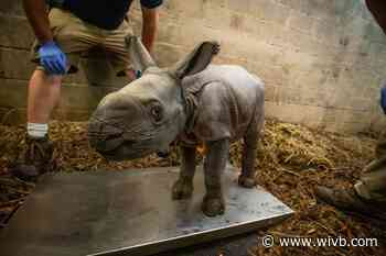 Baby rhino born at Buffalo Zoo