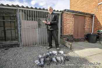 Maurice (82) in tranen nadat marter dertien van zijn kweekduiven doodbijt: “Ik lig hier een week van wakker”