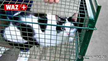 Witten: Streunende Katzen vermehren sich explosionsartig - waz.de - Westdeutsche Allgemeine Zeitung