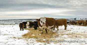 Higher feed prices this winter