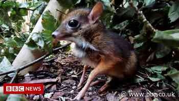 Bristol Zoo's third Malayan mouse deer born in a decade