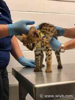 Amherst man sentenced to 18 months in prison for trafficking African wild cats