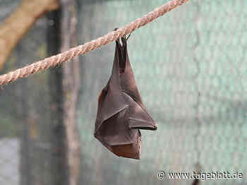Diese Tiere sind echte Langschläfer - Landkreis Stade - Tageblatt-online