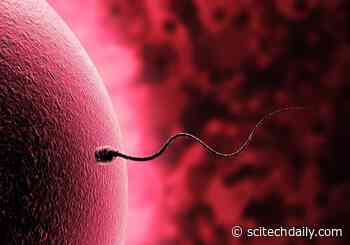 Scientists Solve an Evolutionary Curiosity: Why a Human Egg Is 10 Million Times the Volume of a Sperm Cell
