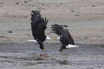 Tourism Harrison River Valley unleashes Season of the Wild celebration – Chilliwack Progress - Chilliwack Progress