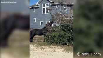 VIDEO: Wild horses on North Carolina coast munch on persimmon trees