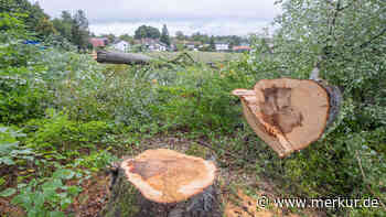 Baumschutz dreht in Starnberg noch eine Runde - Merkur Online