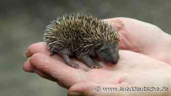 Naturstaunen - Süddeutsche Zeitung