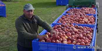 Gala-Ernte in Euskirchen: 80.000 Apfelbäume werfen tonnenweise Früchte ab - Kölner Stadt-Anzeiger