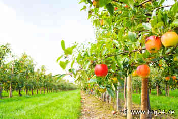 Damit Chemnitz gesund, frisch und knackig bleibt: Stadt will 4000 Apfelbäume pflanzen - TAG24