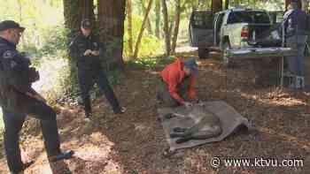 Tranquilized mountain lion demonstrated strange behavior, undergoes medical evaluation - KTVU San Francisco