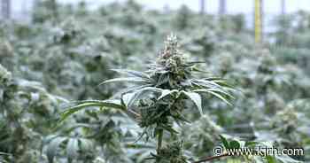 Reports of 'harmful' mixtures in some medical marijuana products in Oklahoma, OMMA says - kjrh.com