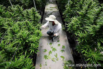 As Minnesota considers qualifying anxiety for its medical cannabis program, psychiatrists raise concerns - MinnPost