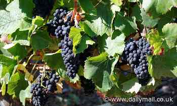 'Louvre of Wine' is to be frozen so grape varieties can be revived if affected by climate change