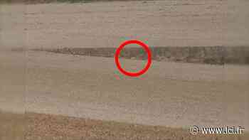 Traque d'un grand félin près d’Arras : les premiers témoins ont aperçu "une grosse bête" - LCI