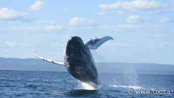 St. Lawrence Estuary is swimming with abundance of whales