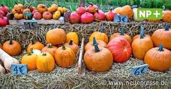 Hemmingen: Kirchengemeinden feiern am Wochenende Erntedankgottesdienste - Neue Presse