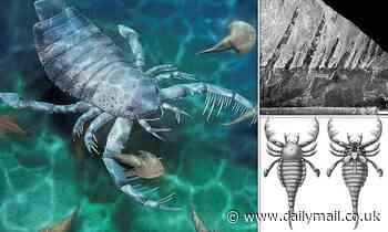 Fossils: Scary dog-sized SEA SCORPION swam the waters of what is now China 435 million years ago
