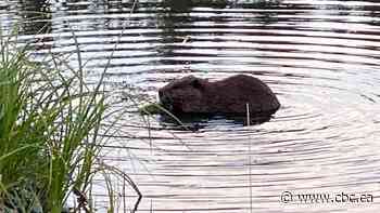 Cranbrook beavers in city park to be relocated, but some citizens want them to stay