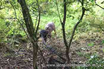 WATCH: Trapped deer in Longridge rescued by RSPCA